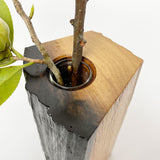 【黒柿】樹芯花入