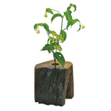 【黒柿】天然花入れ