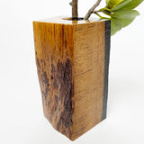 【黒柿】樹芯花入